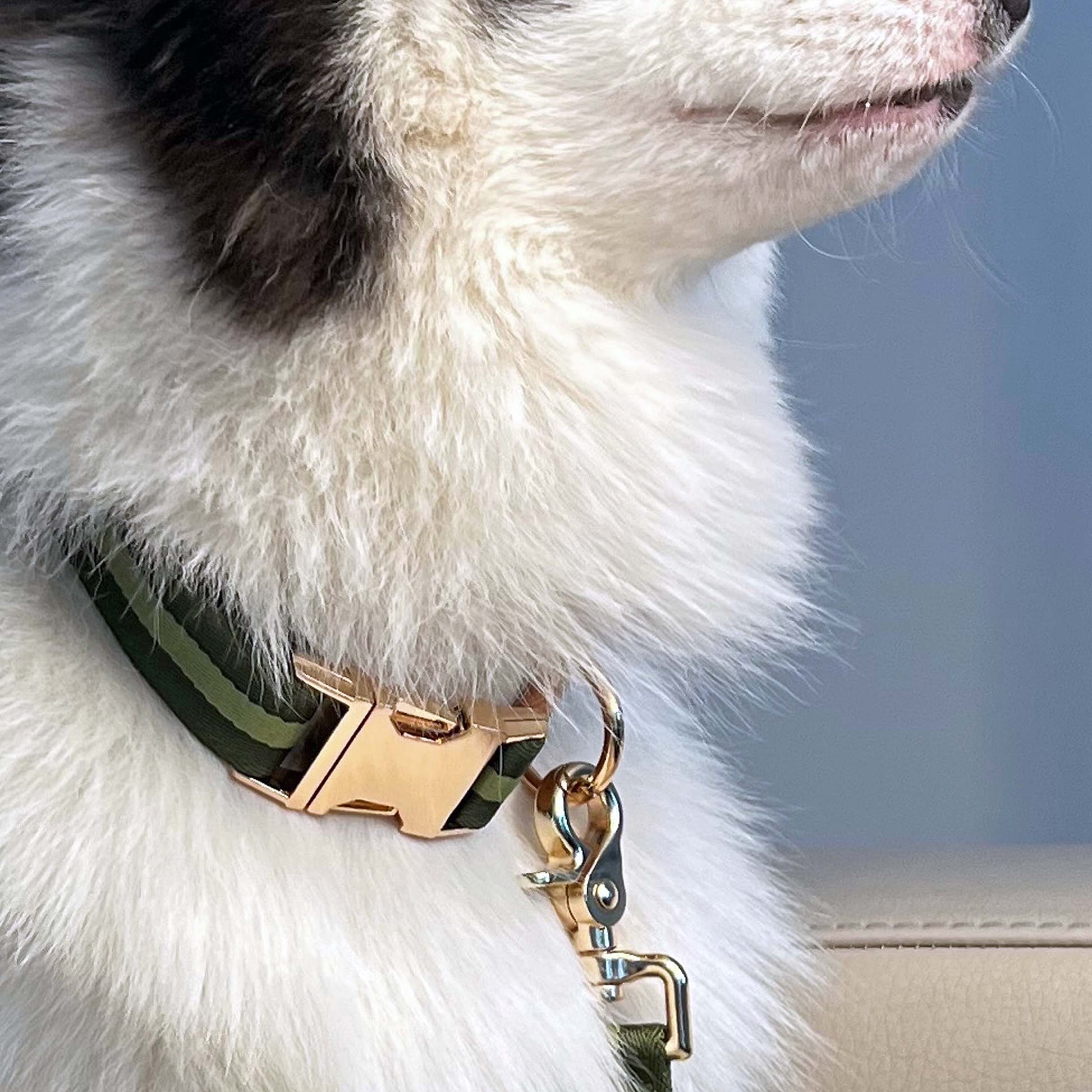 Stylish and Durable Collar Stripes