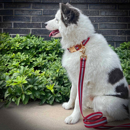 Burgundy Stripes