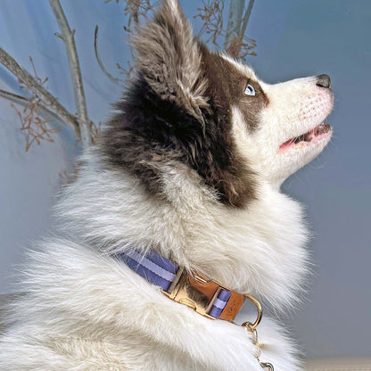 blue dog collar close up on a dog