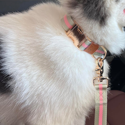 pet stylish collars and leashes