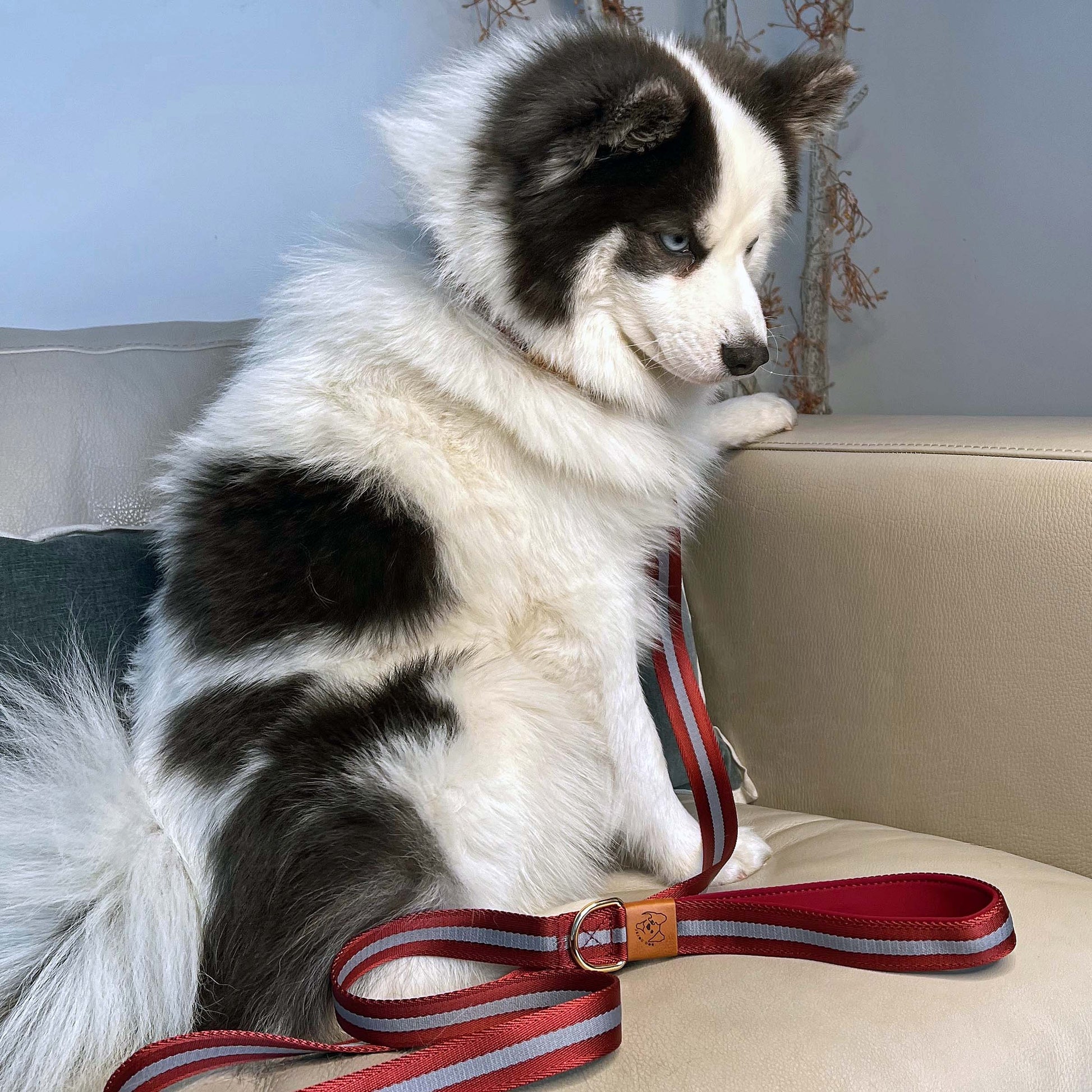 red color dog collar and leash on a dog